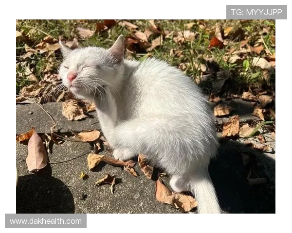 猫咪的优雅与灵动竟然与足球明星有着惊人的相似之处 猫咪的优雅与灵动竟然与足球明星有着惊人的相似之处